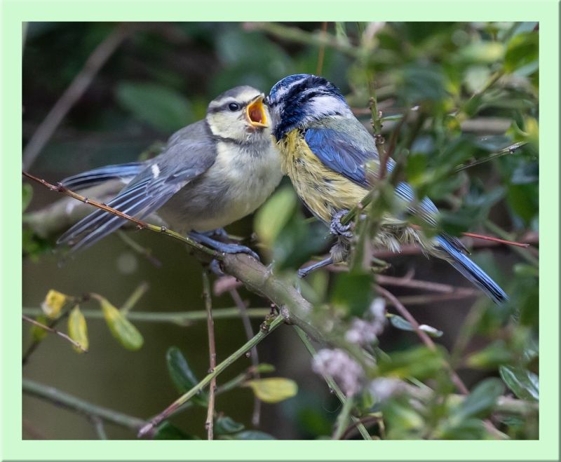 Blaumeise füttert Jungvogel